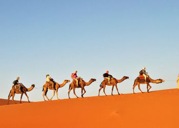 Camel Trekking in the Desert