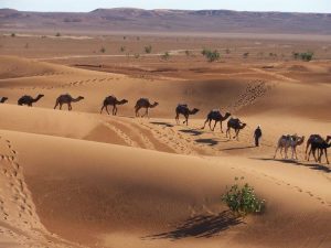 Marrakech to Erg Chegaga Desert Tour 3 Days | Ultimate Morocco Sahara Adventure