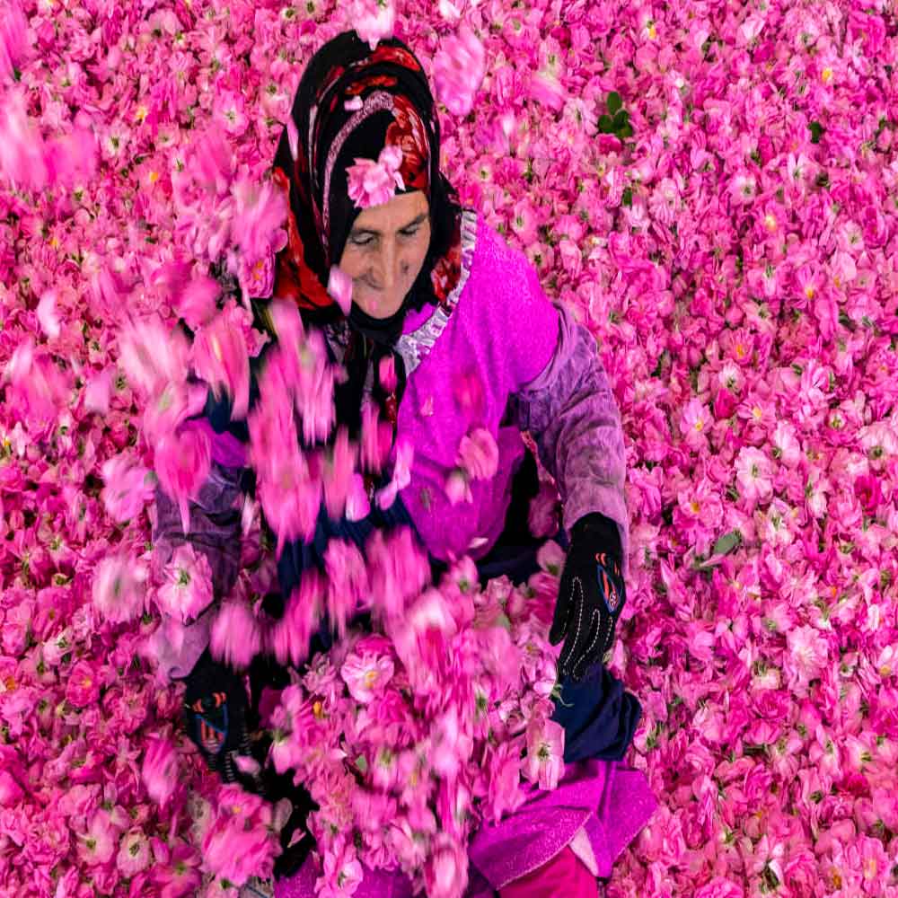 Femme berbère cueillant des roses pendant le festival à Kelaat M’Gouna