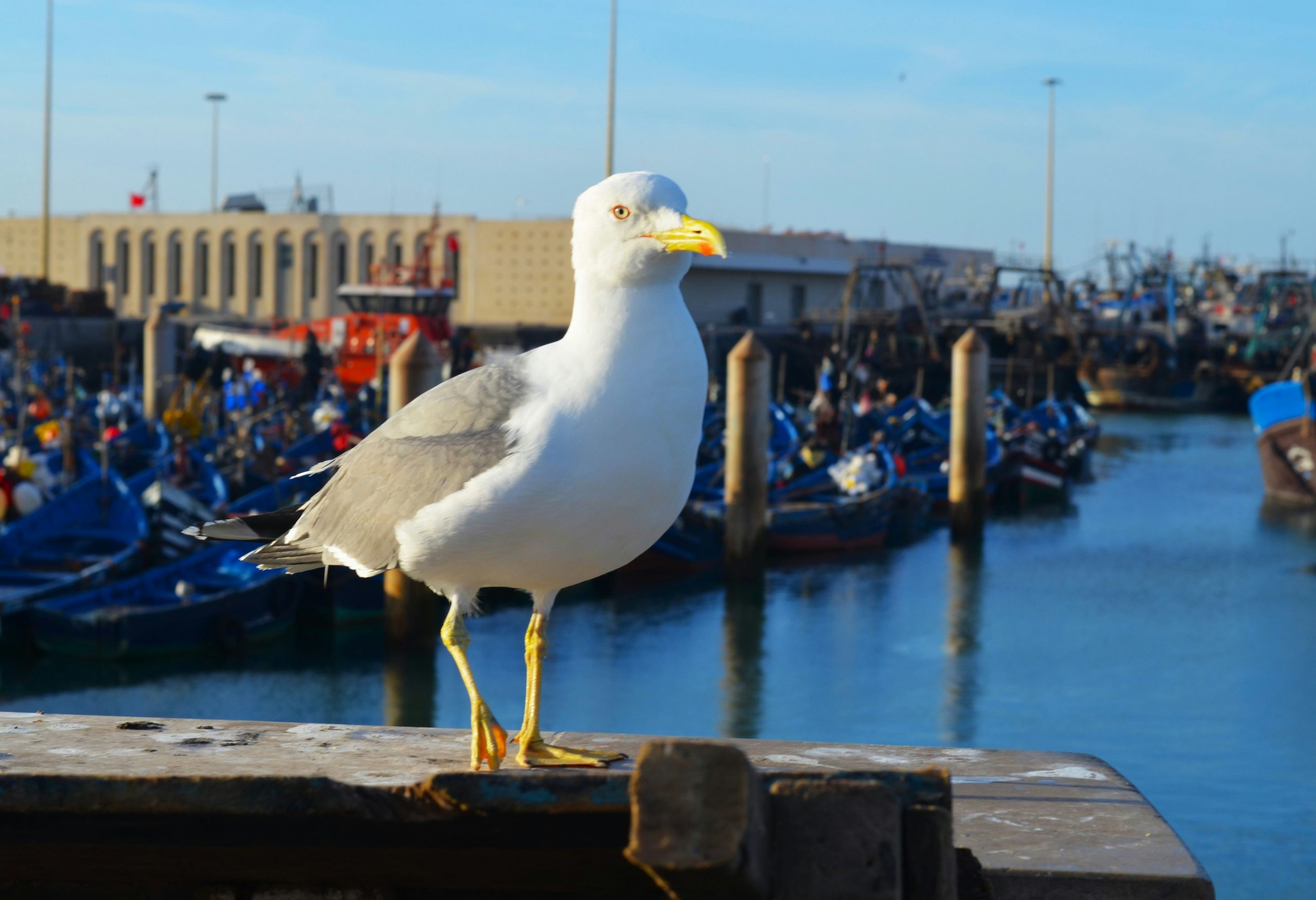 Morocco Private Tours: Custom Itineraries & Desert Trips