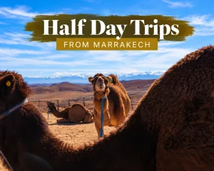 Half Day Trips from Marrakech – Camels in a scenic Moroccan landscape with the Atlas Mountains in the background.